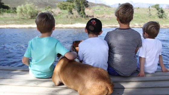 Pet and child friendly (excluding the cabin pods)