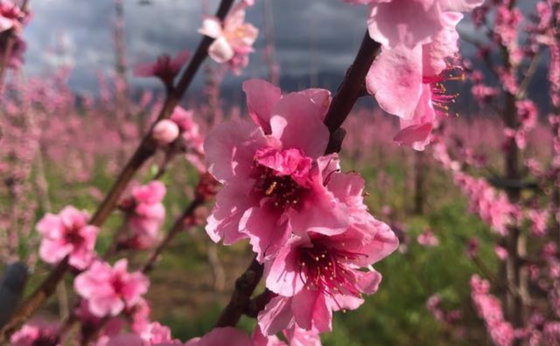 SPRING: SEP/OCT/NOV MIDWEEK LESS 20 %