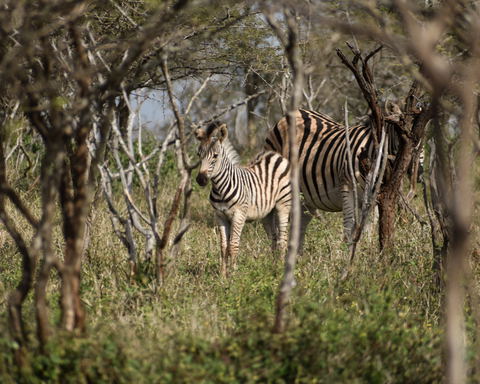 Home to 50 Mammal Species