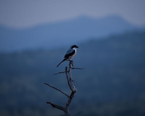 Manyoni Private Game Reserve, Bird