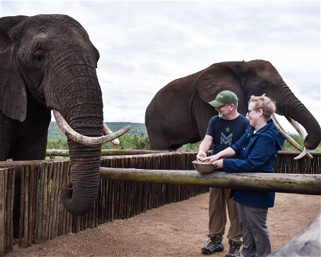 Elephant Interaction