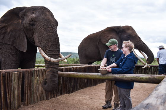 Elephant Interaction