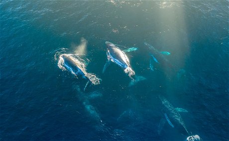 Whale Migration in Ballito, Kwa-Zulu Natal