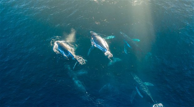 Whale Migration in Ballito, Kwa-Zulu Natal