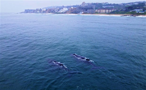 Whales in Shaka's Rock