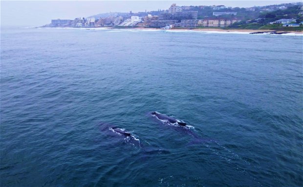 Whales in Shaka's Rock Whales in Shaka's Rock
