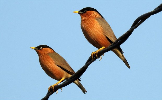 Brahminy Starling, Keoladeo NP, Bharatpur, India