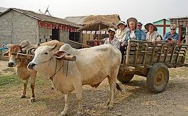 Ox-cart, Nepal