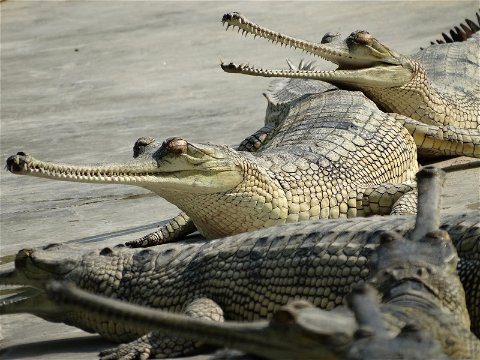 Gharial crocodiles, Chitwan NP, Nepal