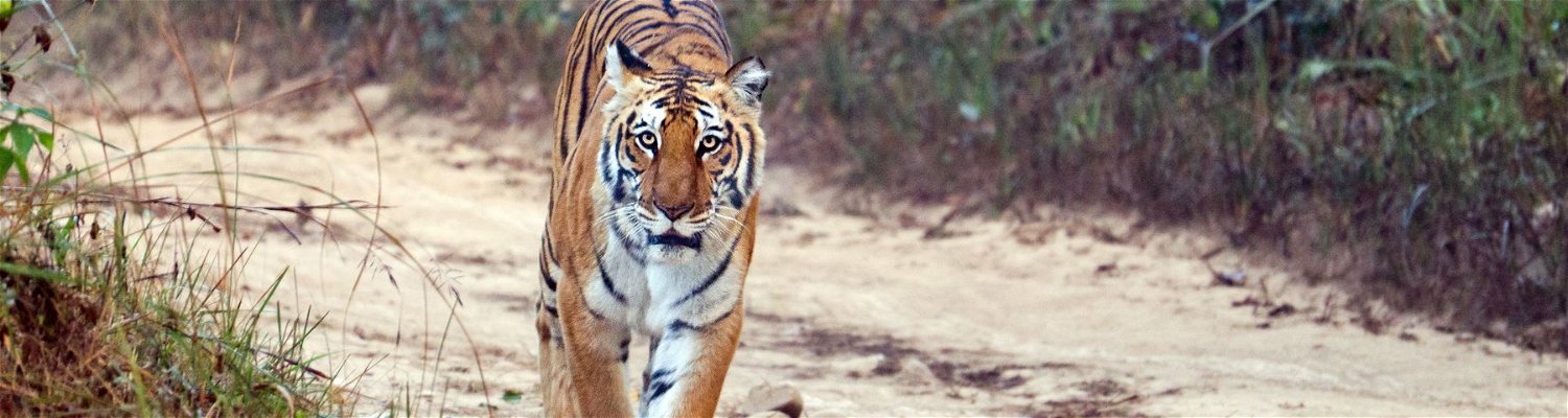 Bengal tiger, Corbett NP, India