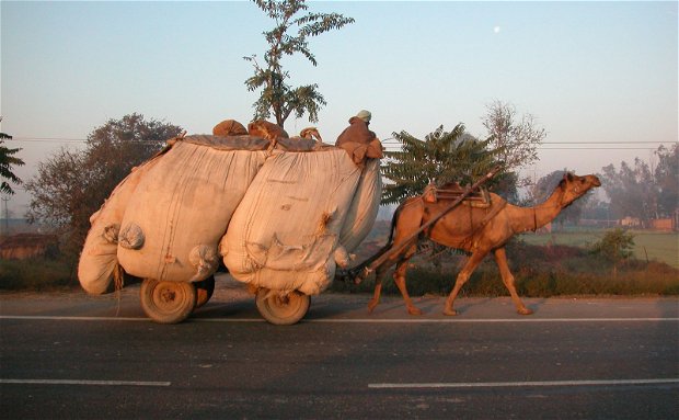Camel cart, Rajasthan, India