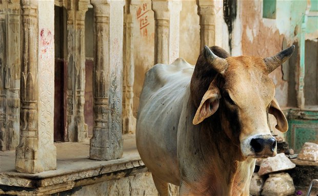 Holy cow, India