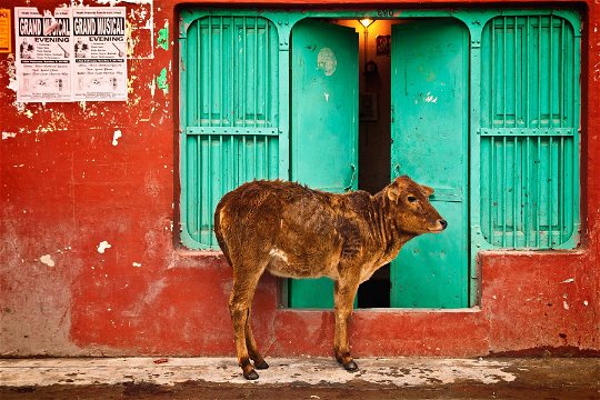 Holy cow, India