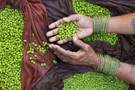 Green chick peas, India