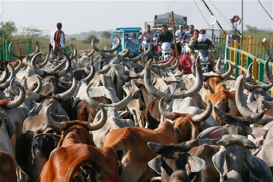 Hole cows, India