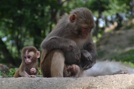 Monkeys at the MonkeyTemple, Kathmandu, Nepal