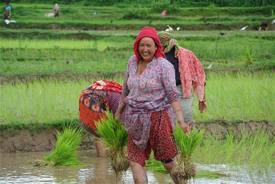 Rice fields, Kathmandu Valley, Nepal