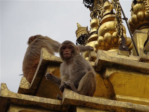 Monkey, Nepal