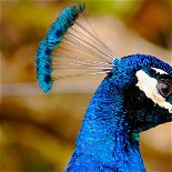 Peacock, India