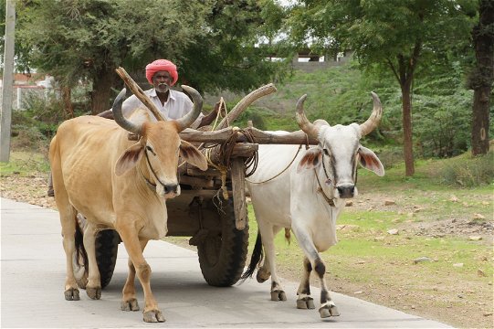 Ox-cart, India