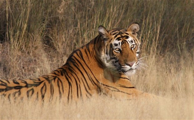 Bengal Tiger, Ranthambore NP, India Bengal Tiger, Ranthambore NP, India