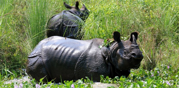 One-horned rhino, Chitwan NP, Nepal