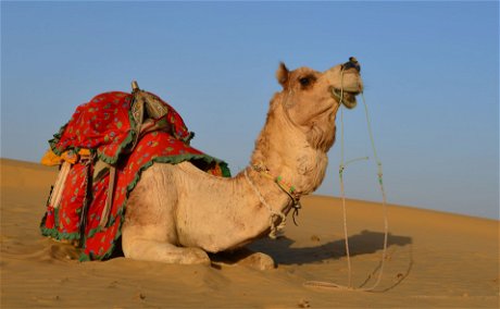 Camel, Thar Desert, India