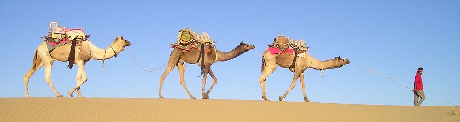 Camels, Thar Desert, India