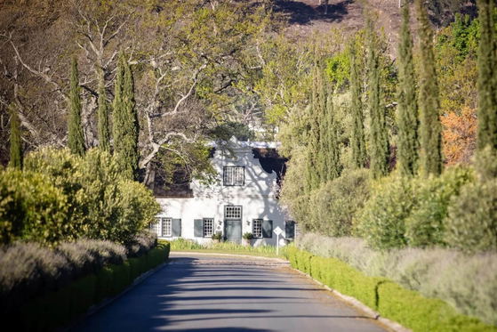 Tree-lined driveway leading to a white Cape Dutch–style house surrounded by greenery