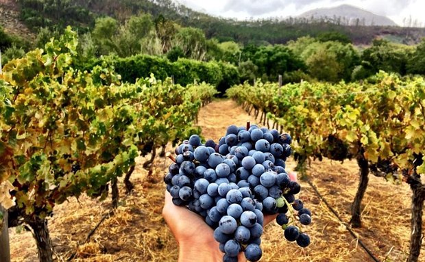 harvest festival picnic restaurant grande provence wine estate franschhoek