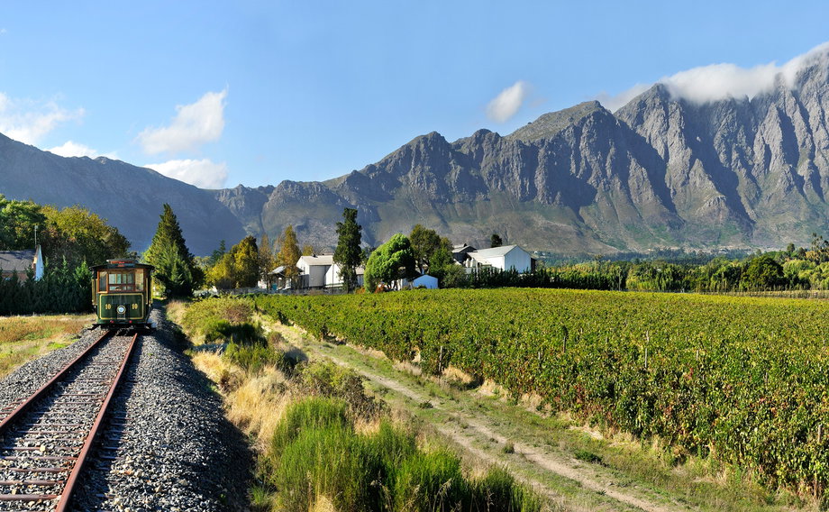 Morning vineyard view at Grande Provence wine estate in Franschhoek