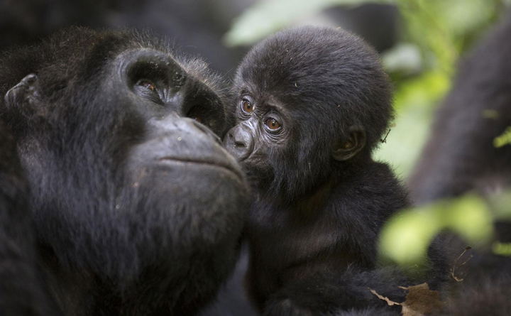 Our Safari Tours