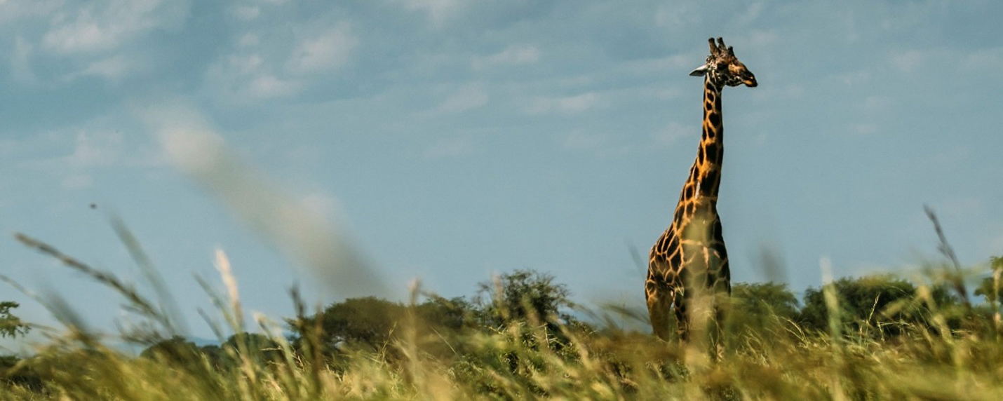 Luxury Tour - Uganda in Style 