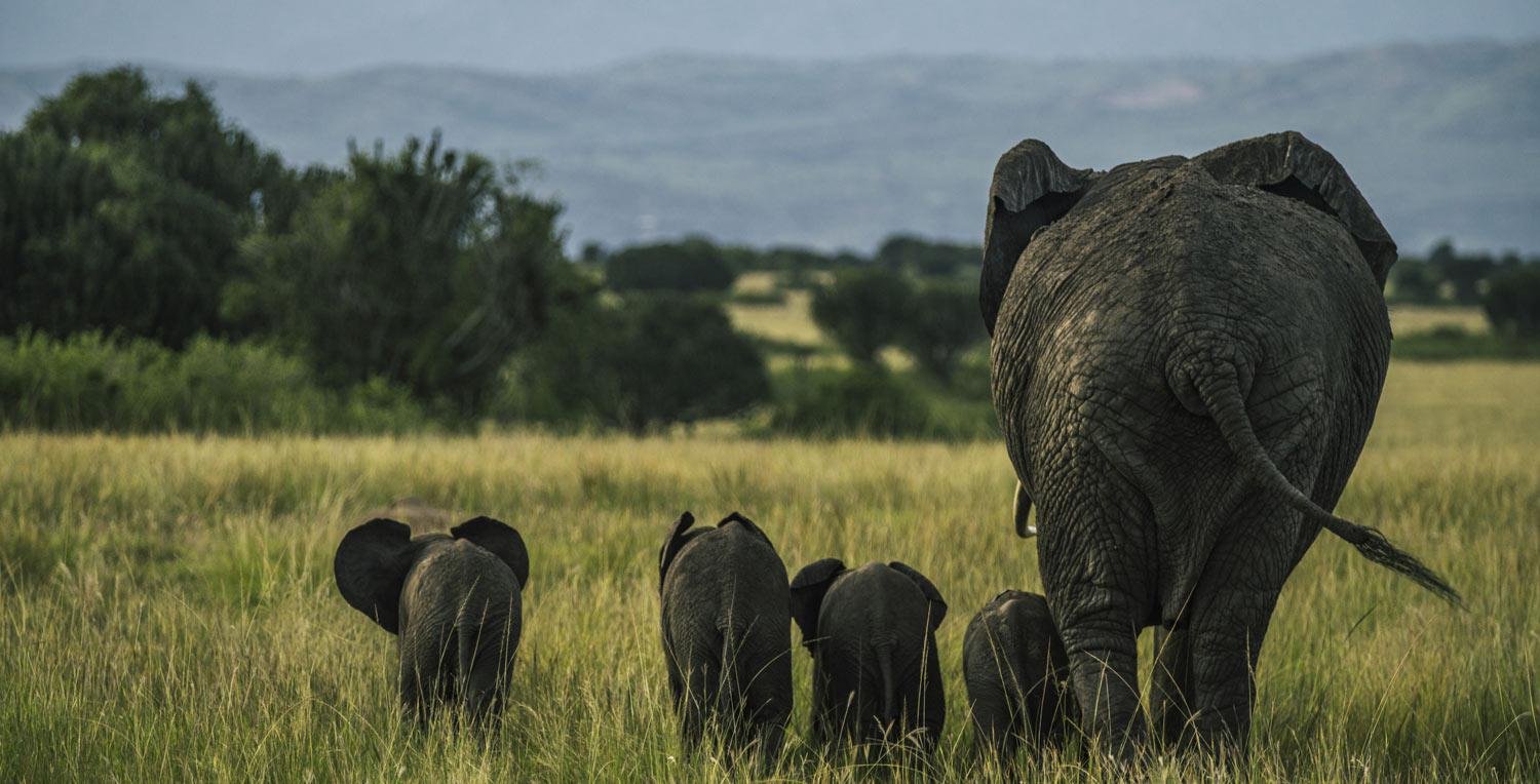 safari tour operator based in uganda, ideal for gorilla trekking and tracking 
