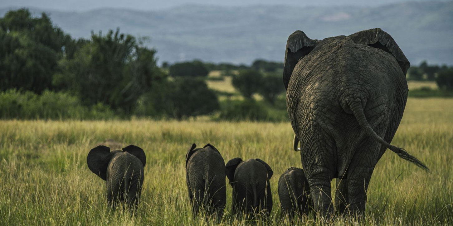 safari tour operator based in uganda, ideal for gorilla trekking and tracking