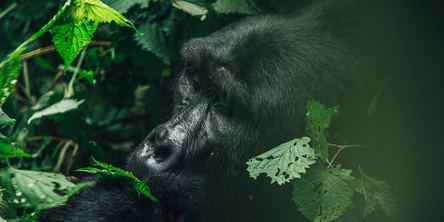 Gorilla Express
