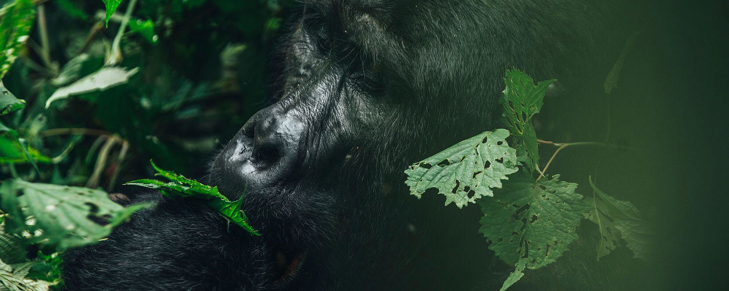 Gorilla Express