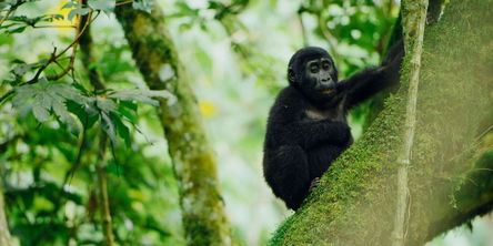 Rwenzoris and Gorillas