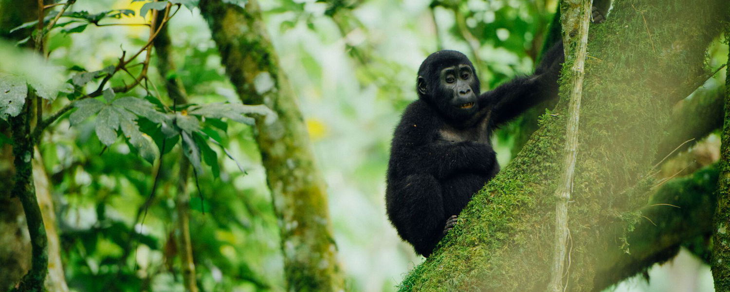 Rwenzoris and Gorillas