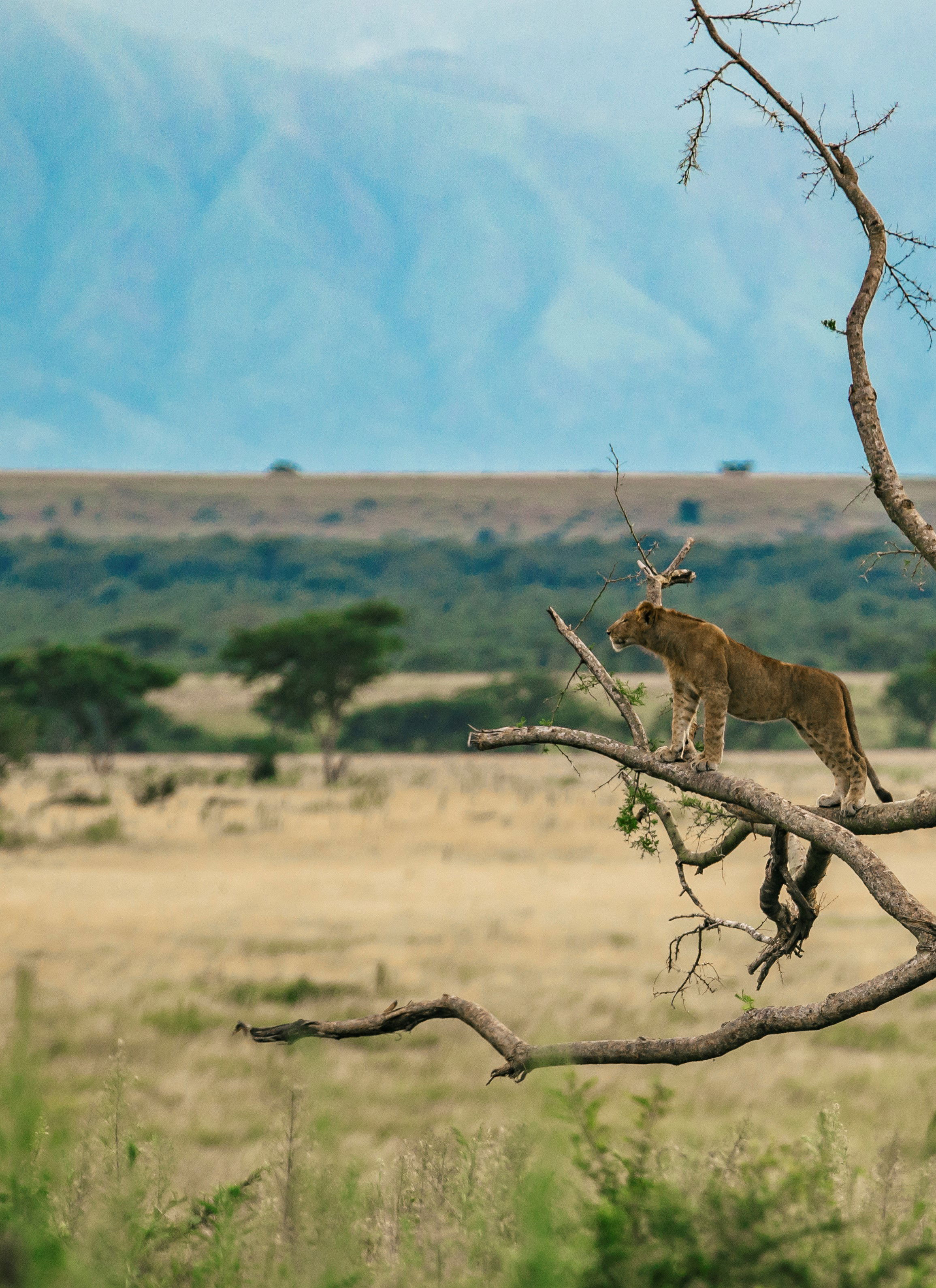 Group Tour - Uganda, the Pearl of Africa