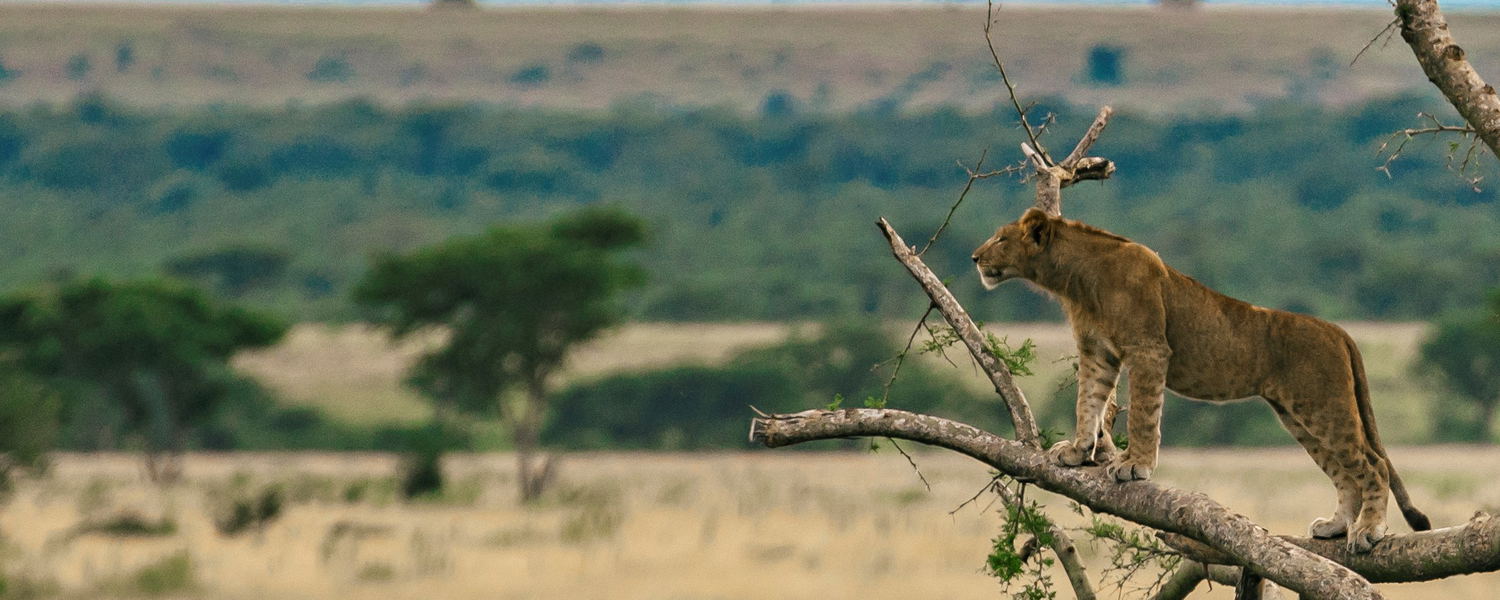 Group Tour - Uganda, the Pearl of Africa