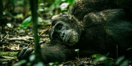 Rwanda Highlights