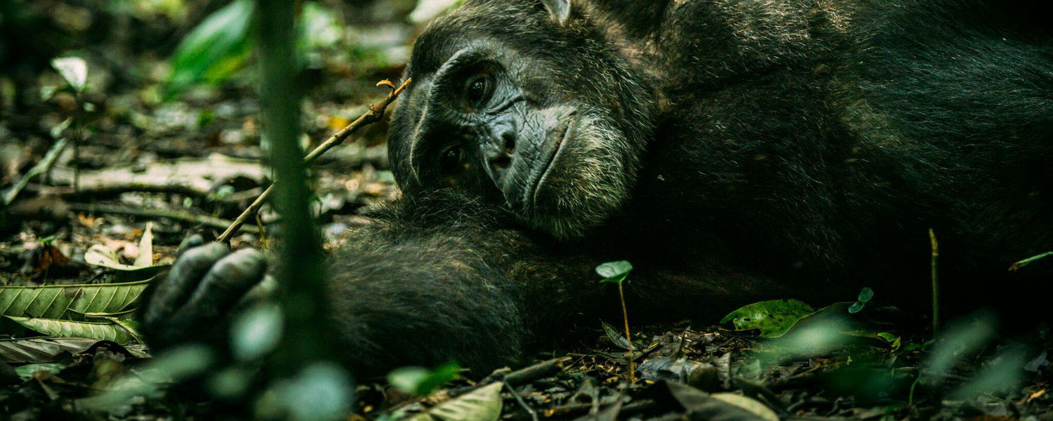 Rwanda highlights