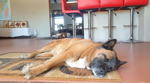 We are pet friendly and dogs are very welcome! We are pet friendly and dogs are very welcome!