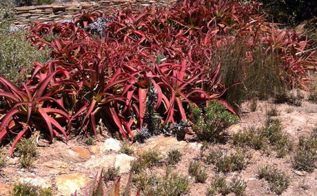 Karoo  botanical Gardens 