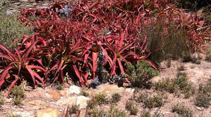 Karoo botanical Gardens Karoo botanical Gardens