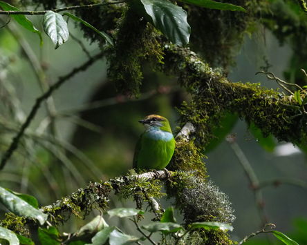 Forest Birds Of Uganda 