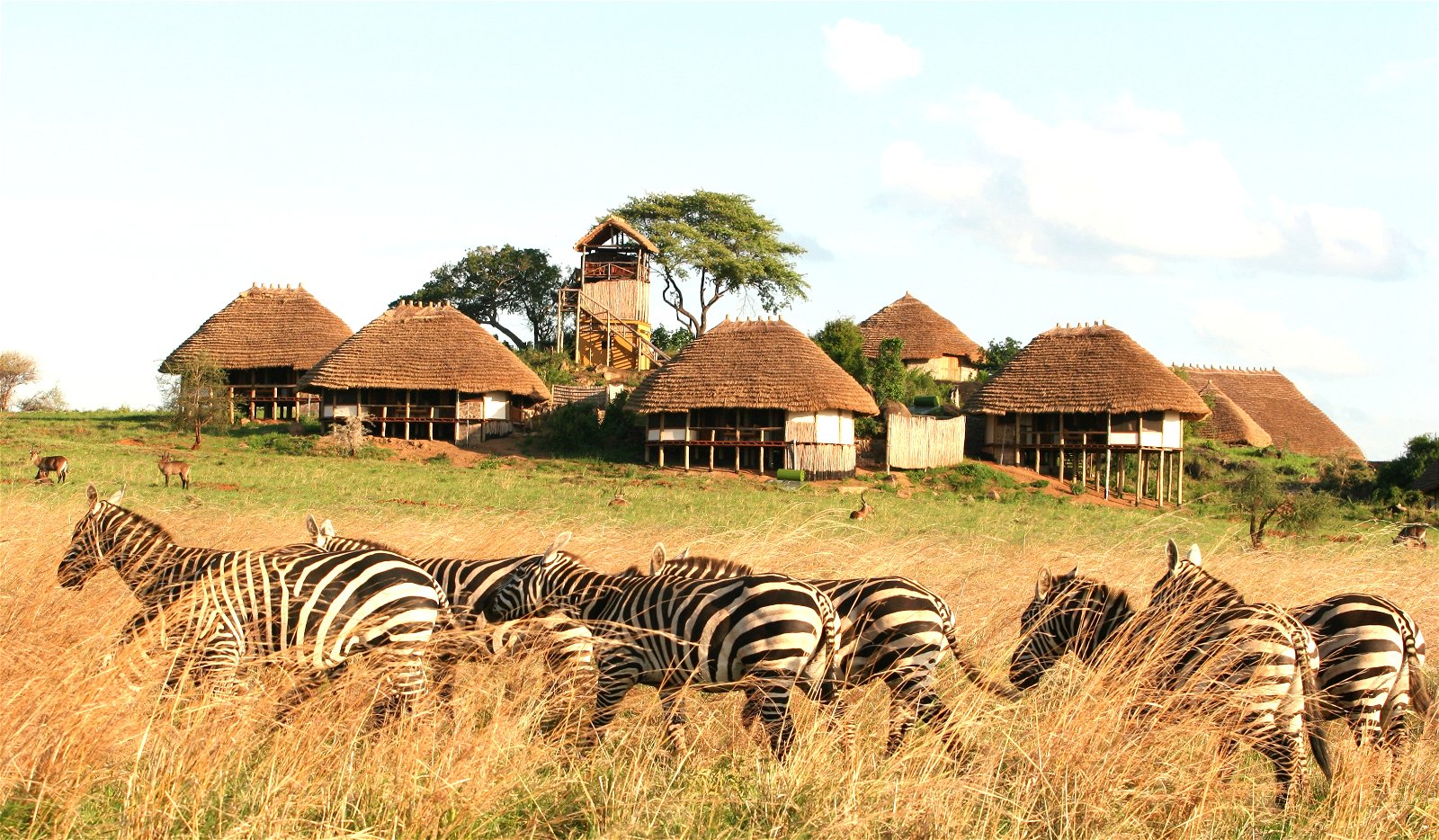 Zebras at Apoka Safari Lodge, Kidepo Valley National Park