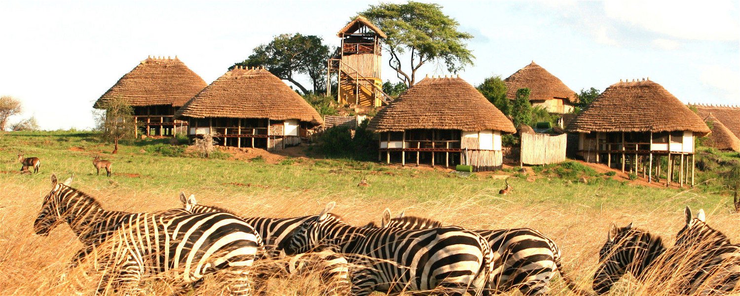 Zebra herd at Apoka Safari Lodge, Kidepo Valley National Park, Uganda
