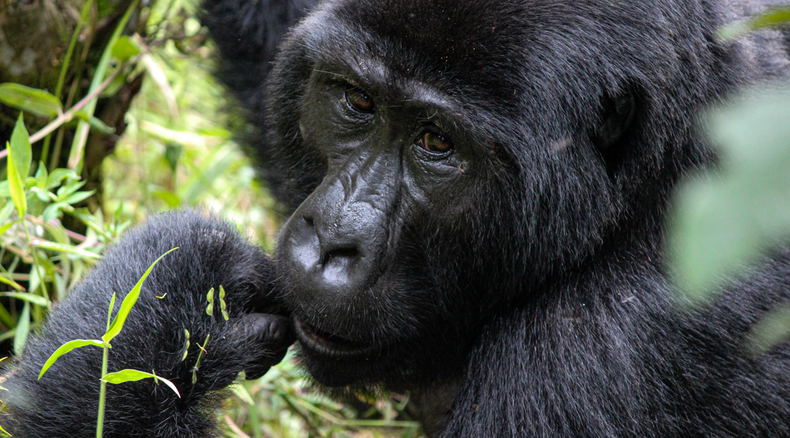 A thoughtful mountain gorilla in Bwindi Impenetrable National Park, Uganda A thoughtful mountain gorilla in Bwindi Impenetrable National Park, Uganda